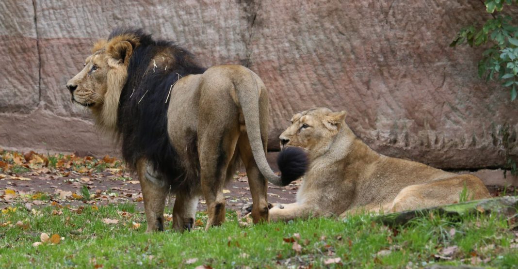 Asiatische Löwen im Nürnberger Tiergarten: Fünf Jungtiere gesund, Raubtierhaus bleibt geschlossen Asiatische Löwen im Nürnberger Tiergarten: Fünf Jungtiere gesund, Raubtierhaus bleibt geschlossen