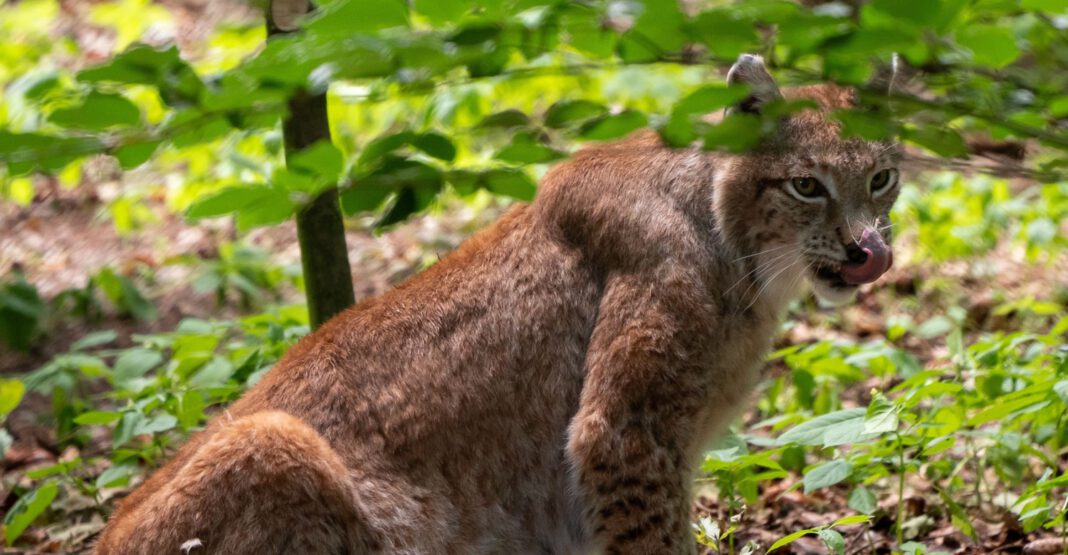 Junger Karpatenluchs aus Nürnberg im Pfälzerwald freigelassen zur Stärkung der Population