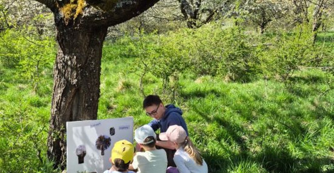 Kinder erkunden Struktur und Tierwelt der Streuobstwiese am Kreuzberg bei Deining