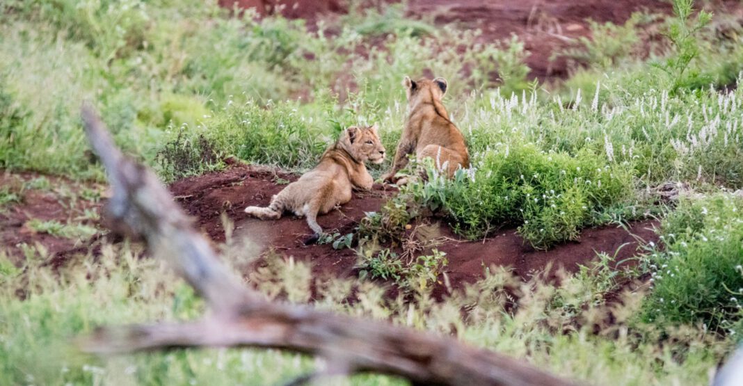 Nürnberger Tiergarten: Löwenjunges nach Biss mit Wirbelsäulenverletzung eingeschläfert