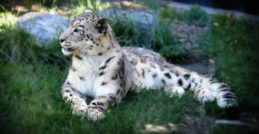 Schneeleopard kehrt nach Nürnberg zurück Schneeleopard kehrt nach Nürnberg zurück
