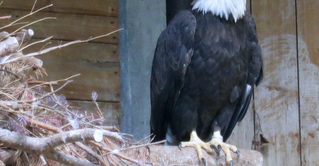 Schutzmaßnahmen gelockert: Viele Vögel kehren in den Tiergarten Nürnberg zurück