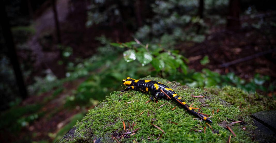 Tiergarten Nürnberg eröffnet naturnahe Anlage für bedrohte Feuersalamander