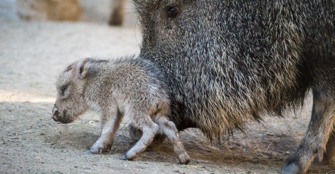 Zwei Ferkel in Nürnberg geboren und Teil einer Reservepopulation für stark gefährdete Pekaris Zwei Ferkel in Nürnberg geboren und Teil einer Reservepopulation für stark gefährdete Pekaris